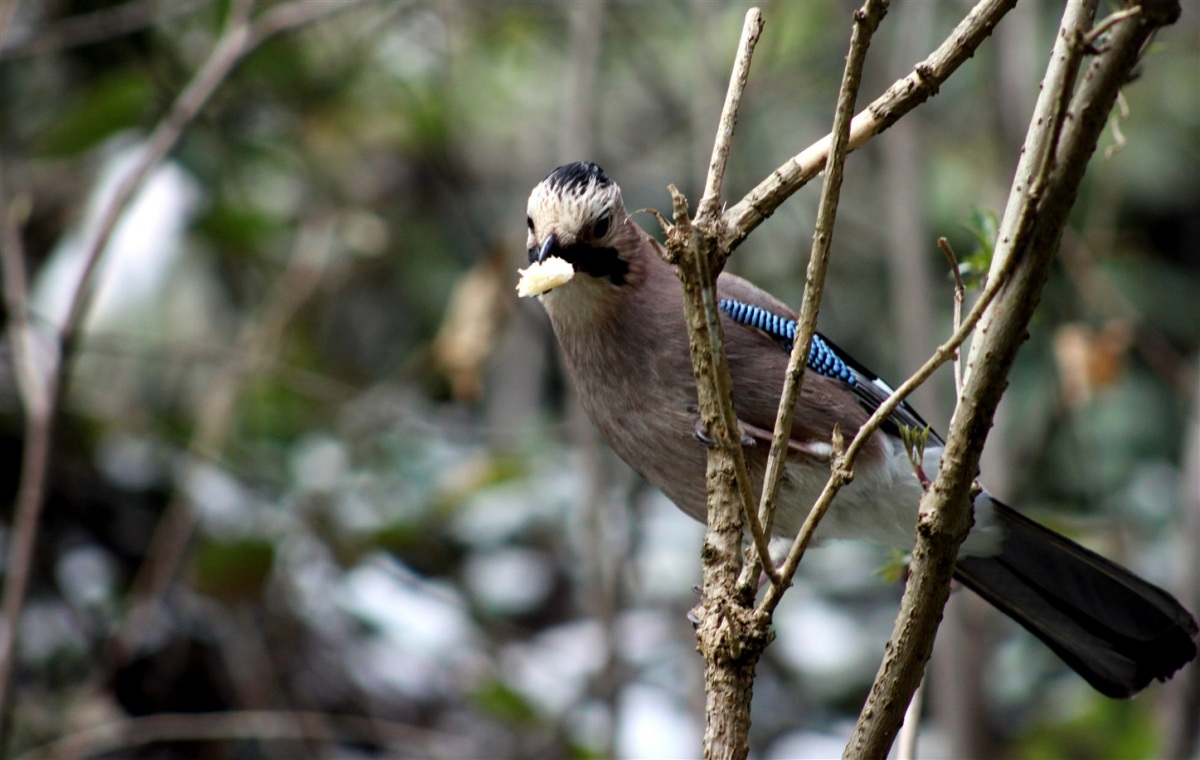 Eurasian Jay