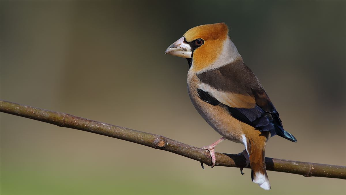 Hawfinch