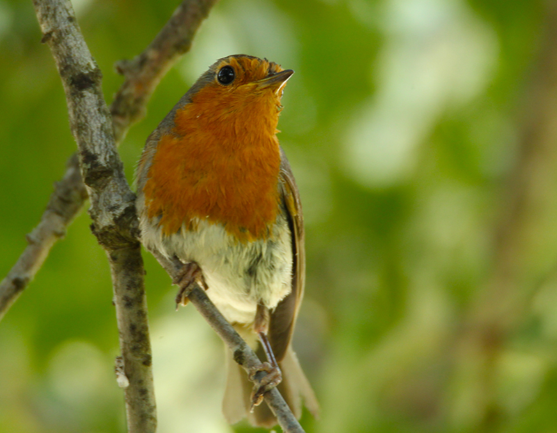European Robin