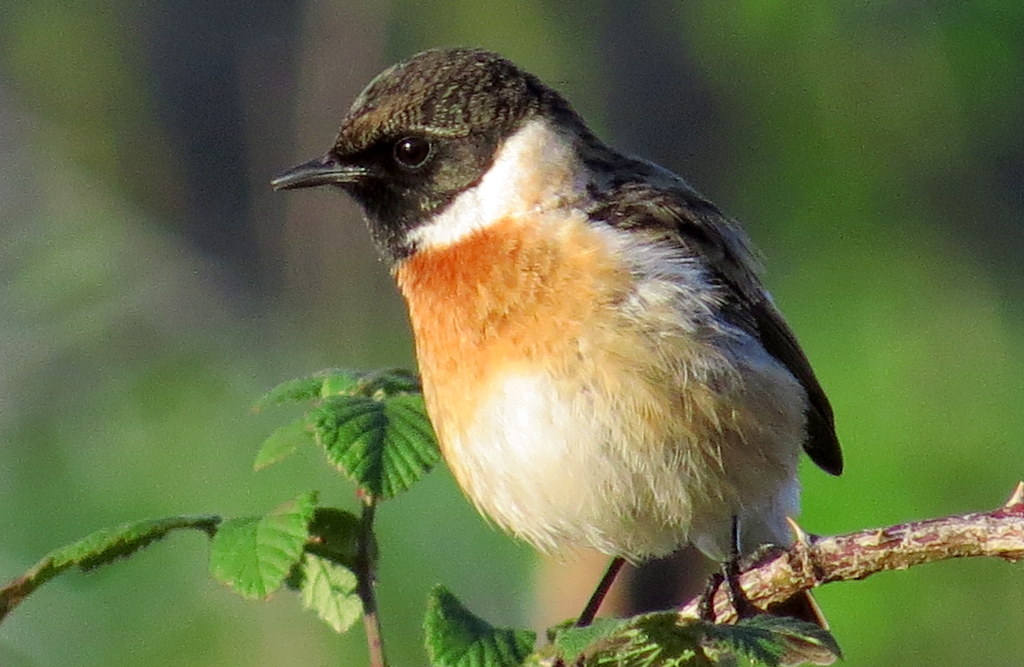 European Stonechat