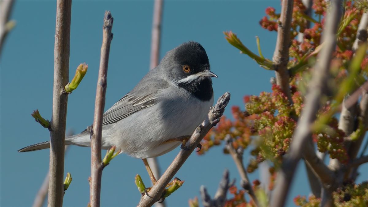 Rüppell`s Warbler