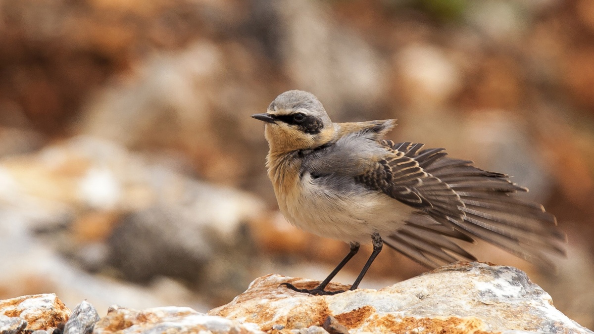 Northern Wheatear