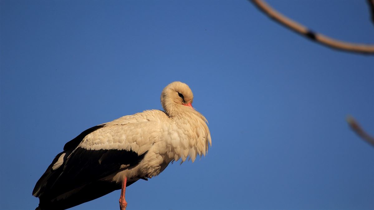 White Stork