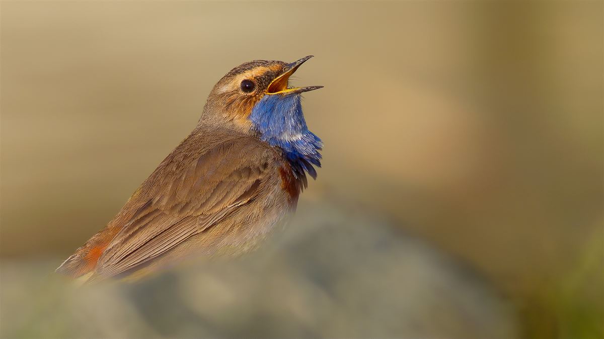 Bluethroat
