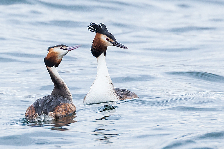 Great Crested Grebe