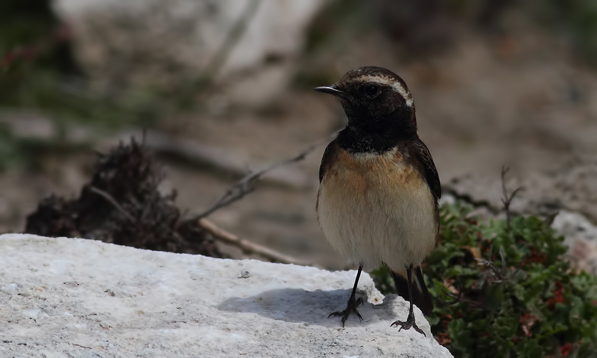 Cyprus Wheatear