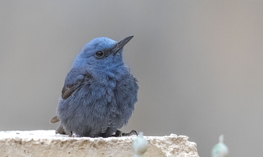 Blue Rock Thrush