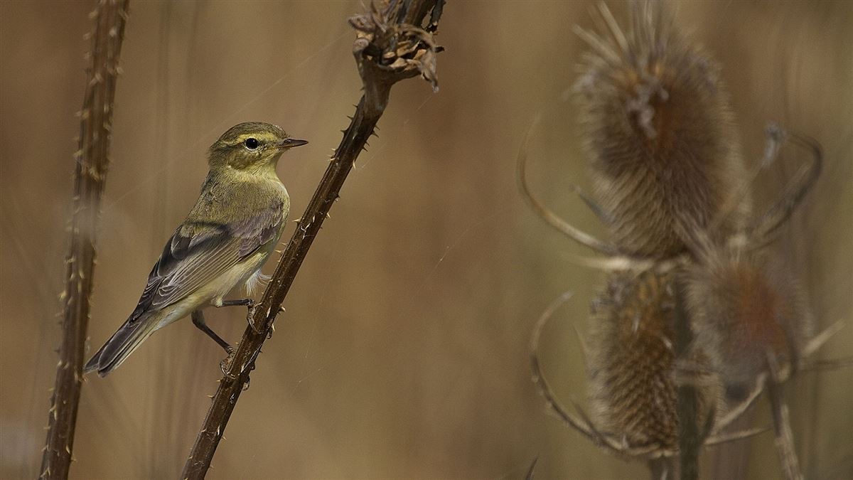 Willow Warbler