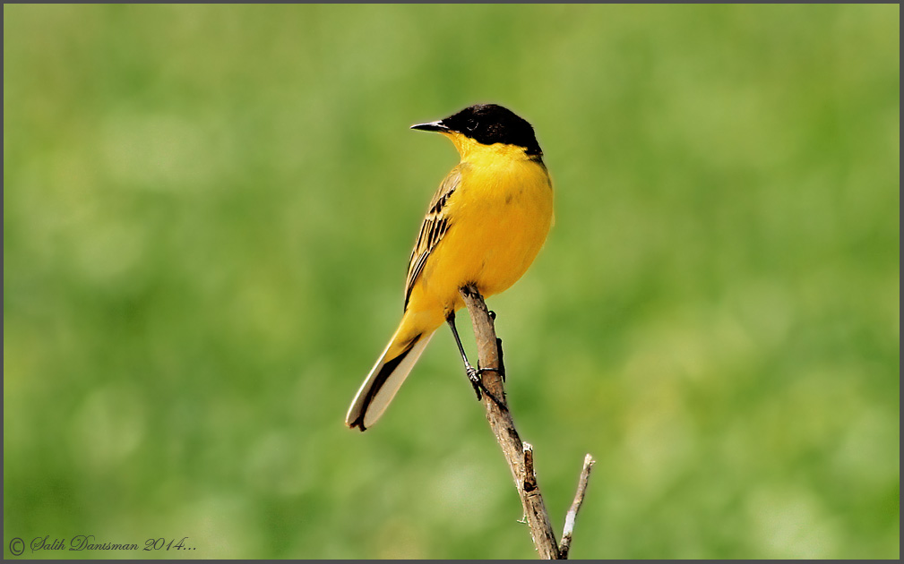 Western Yellow Wagtail