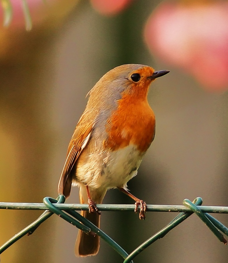 European Robin