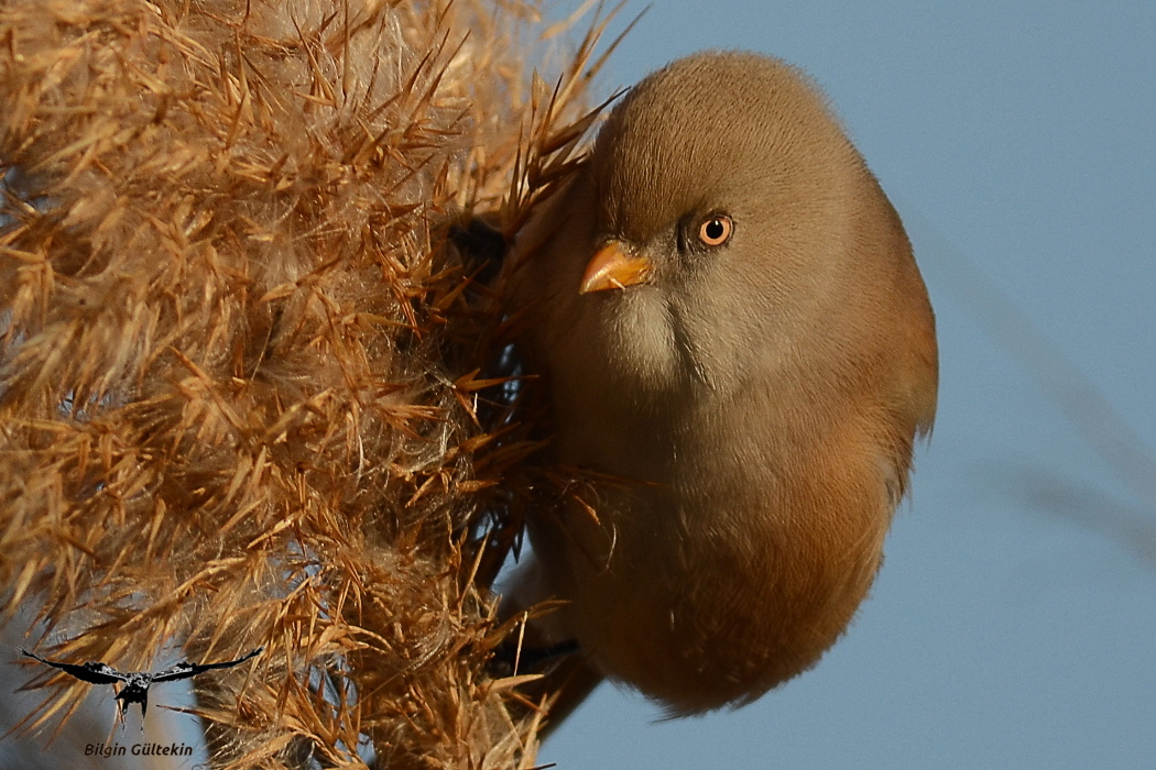 Bearded Reedling