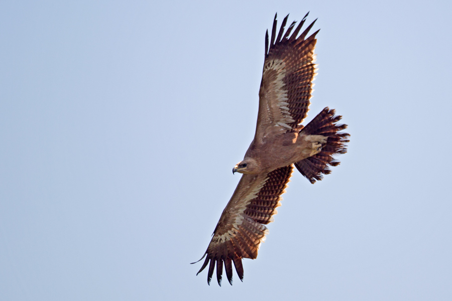 Steppe Eagle