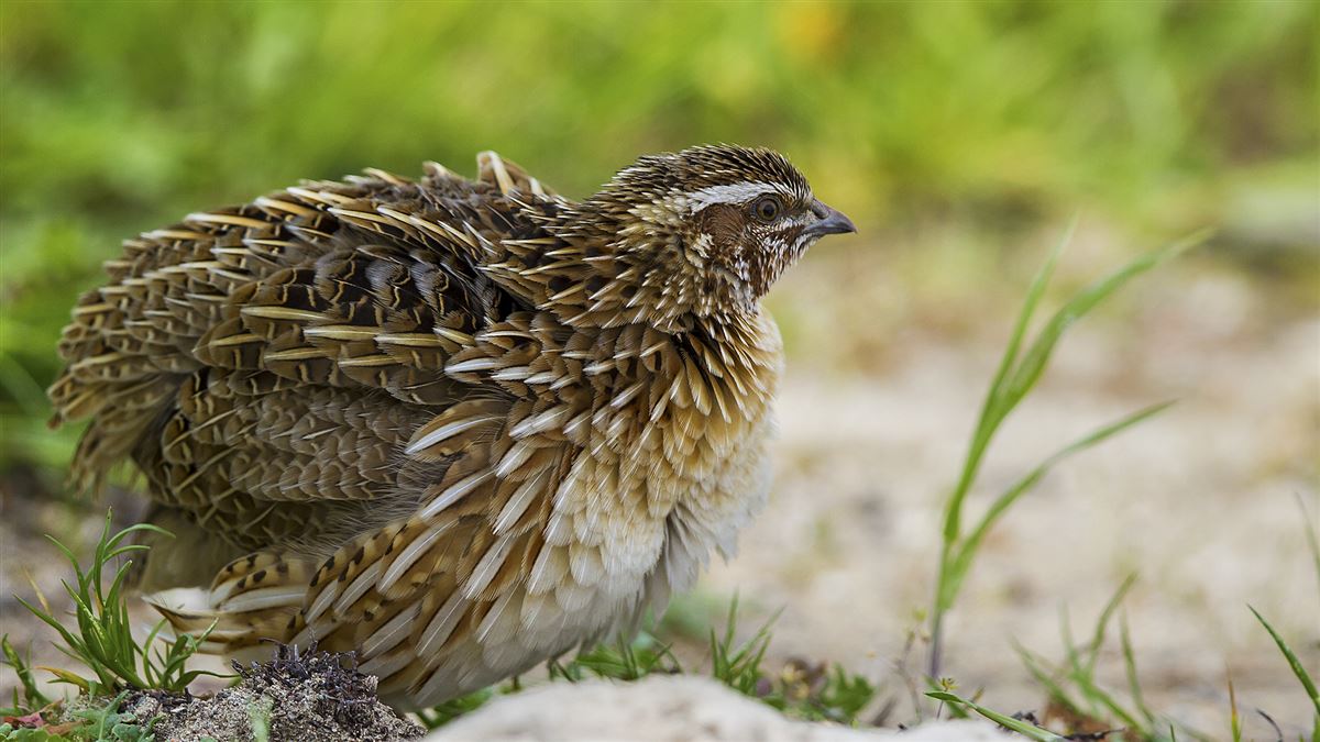 Common Quail