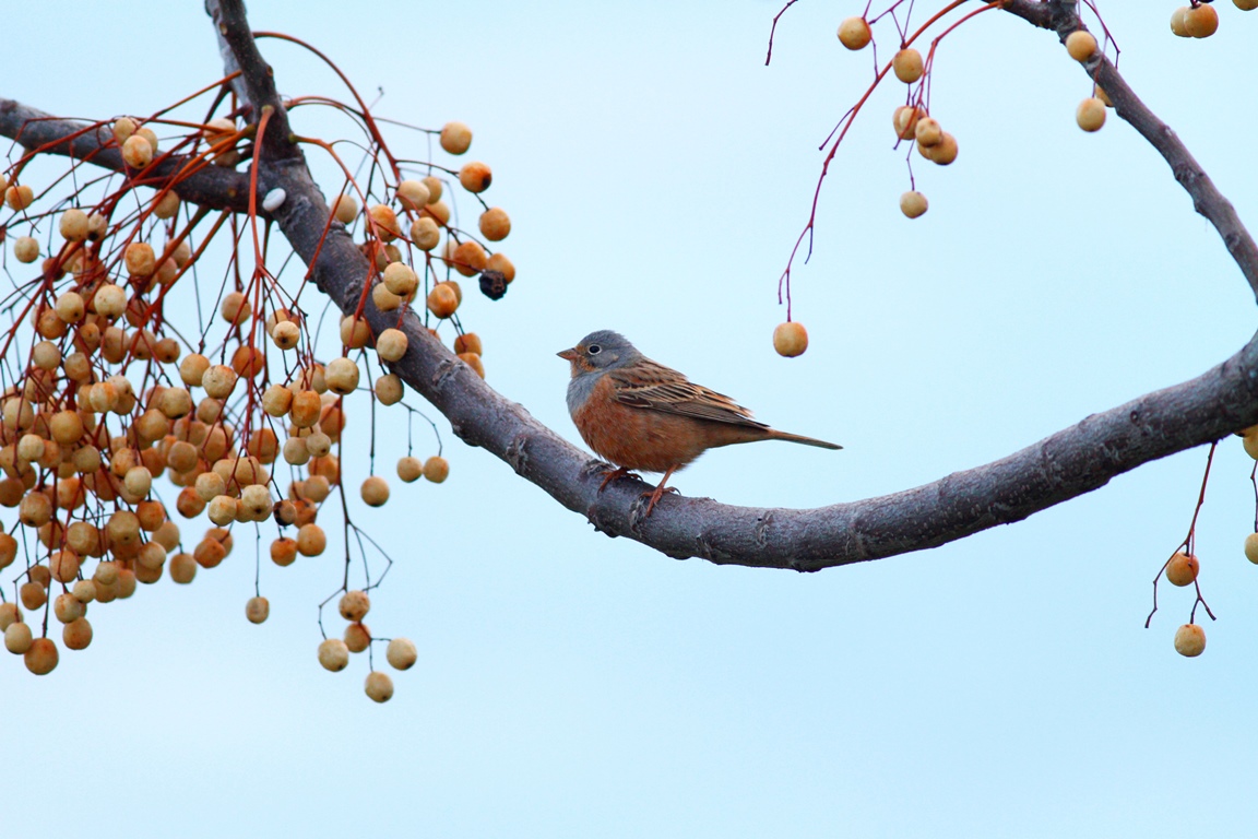 Cretzschmar`s Bunting