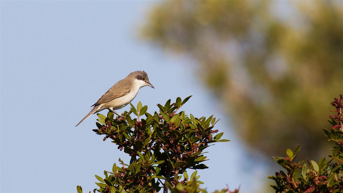 Eastern Orphean Warbler