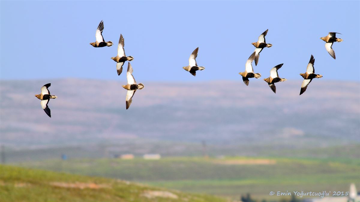 Black-bellied Sandgrouse
