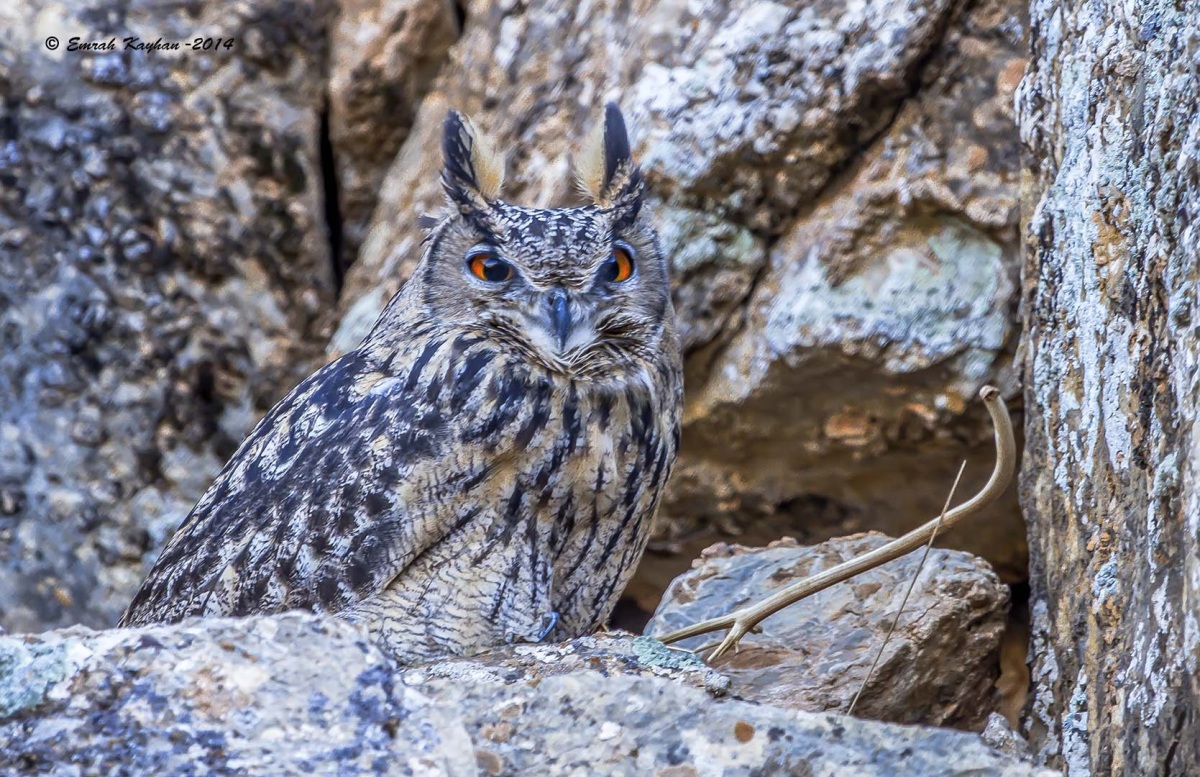 Eurasian Eagle-Owl
