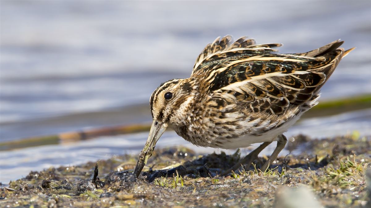 Jack Snipe