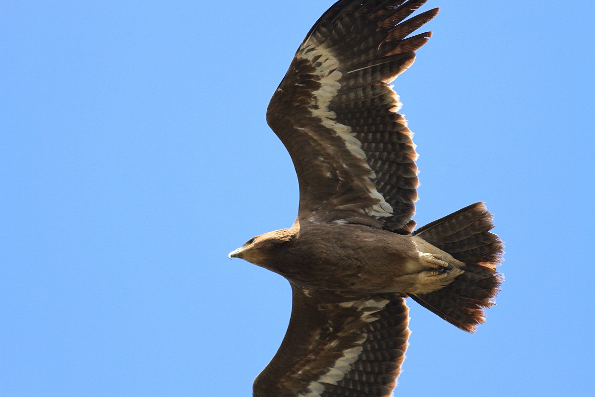 Steppe Eagle