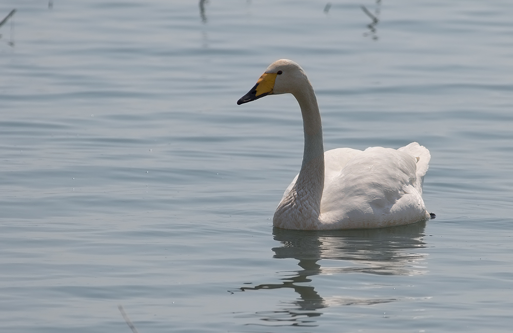 Whooper Swan