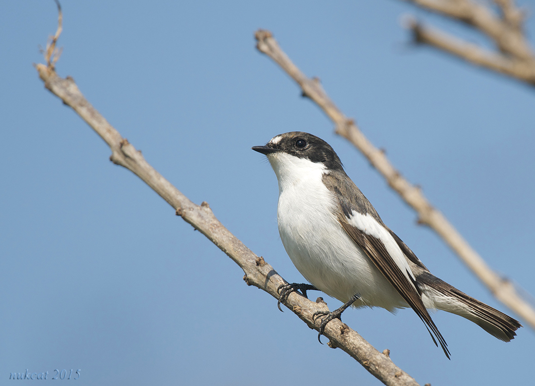 European Pied Flycatcher