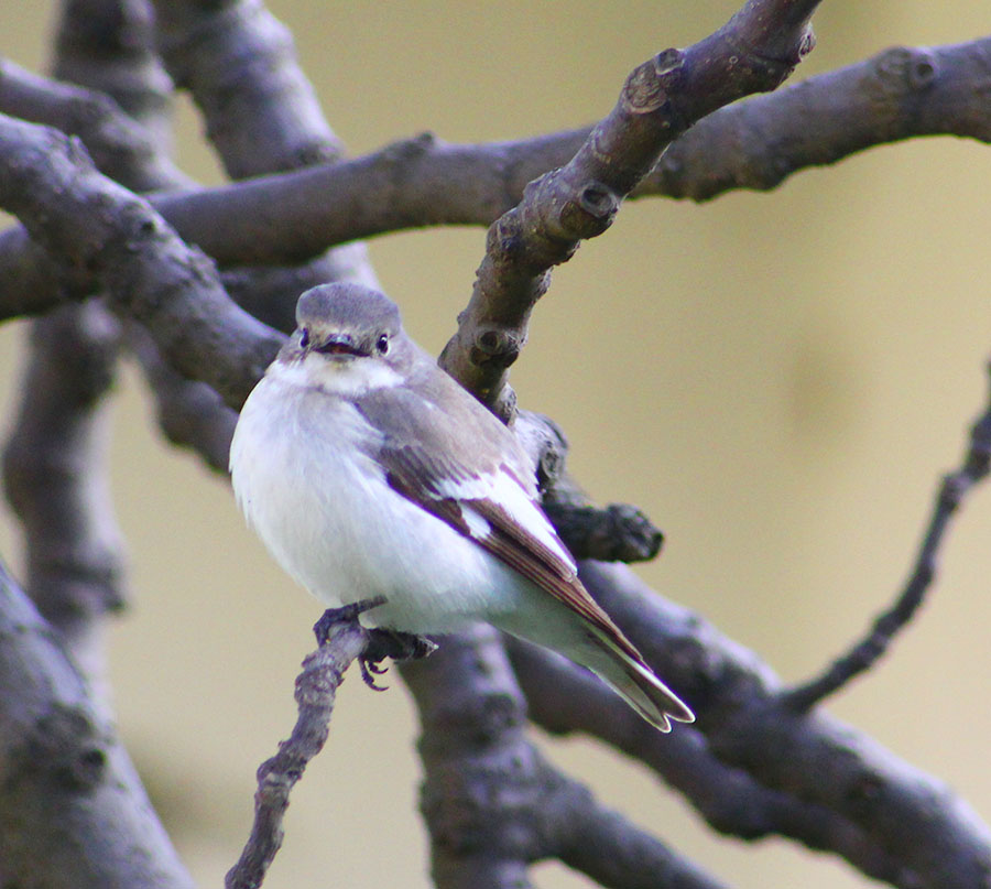 Semicollared Flycatcher