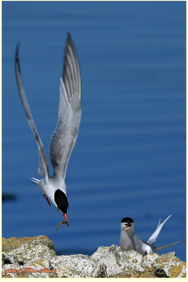Common Tern