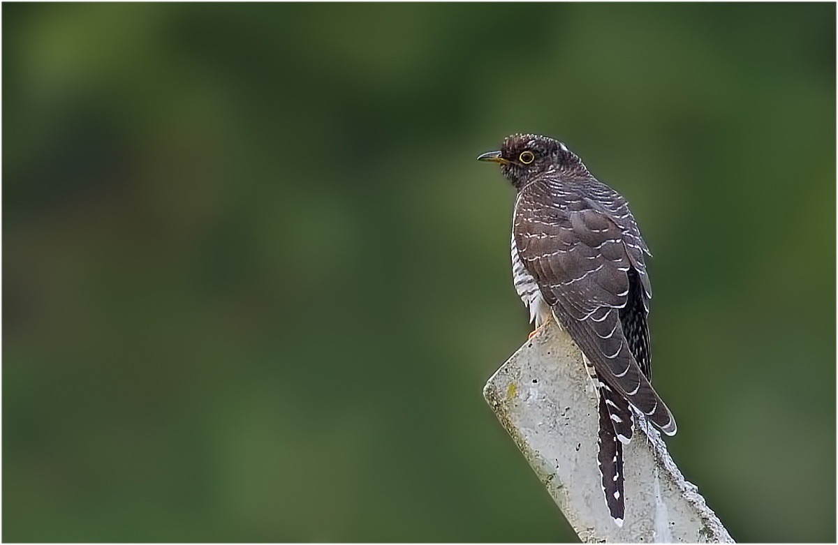 Common Cuckoo