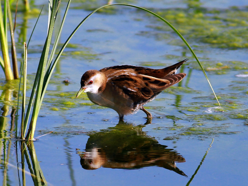 Little Crake