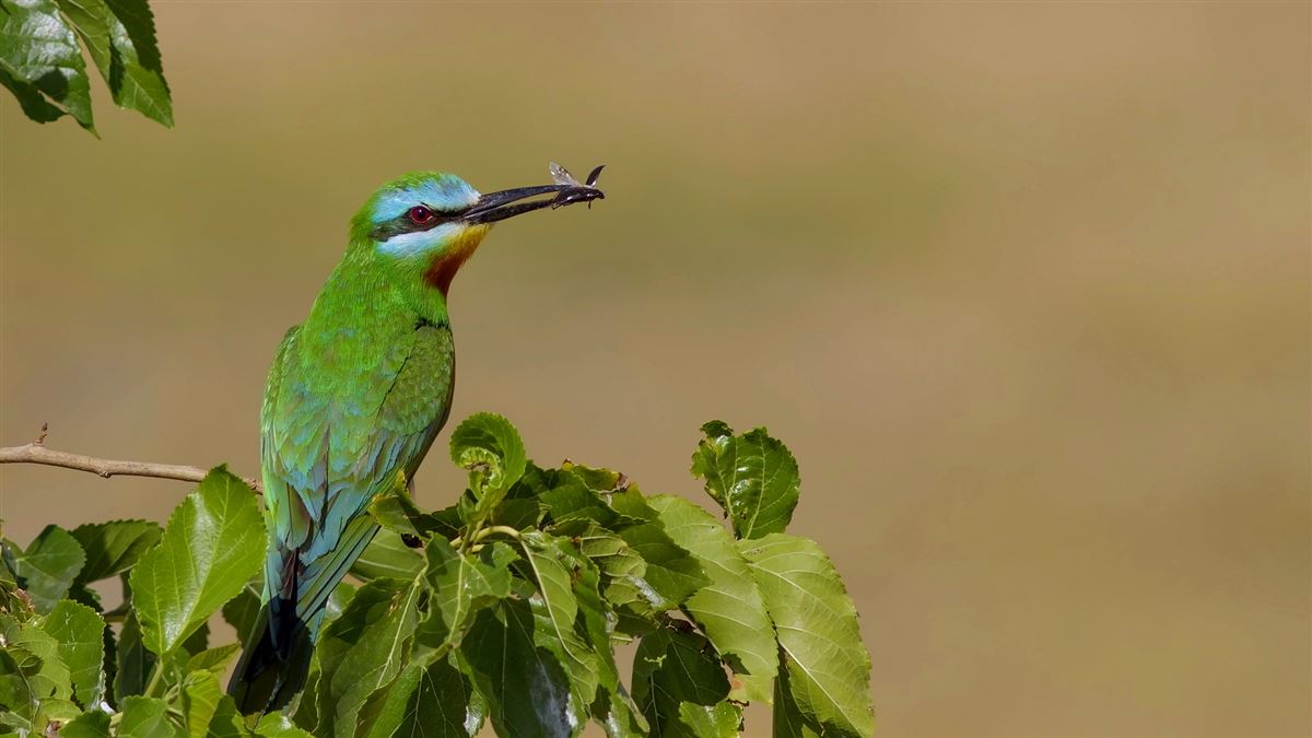 Blue-cheeked Bee-eater