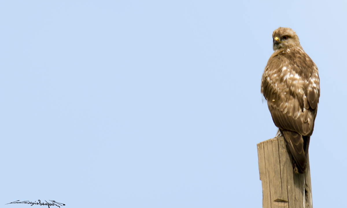 Common Buzzard