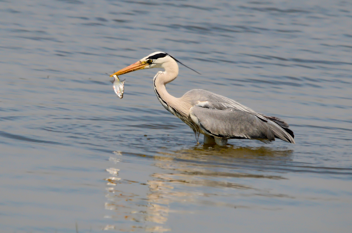 Grey Heron