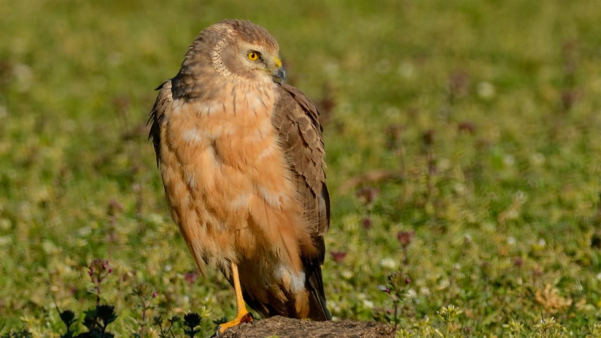 Pallid Harrier