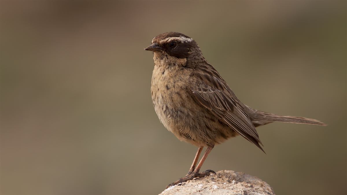 Radde`s Accentor