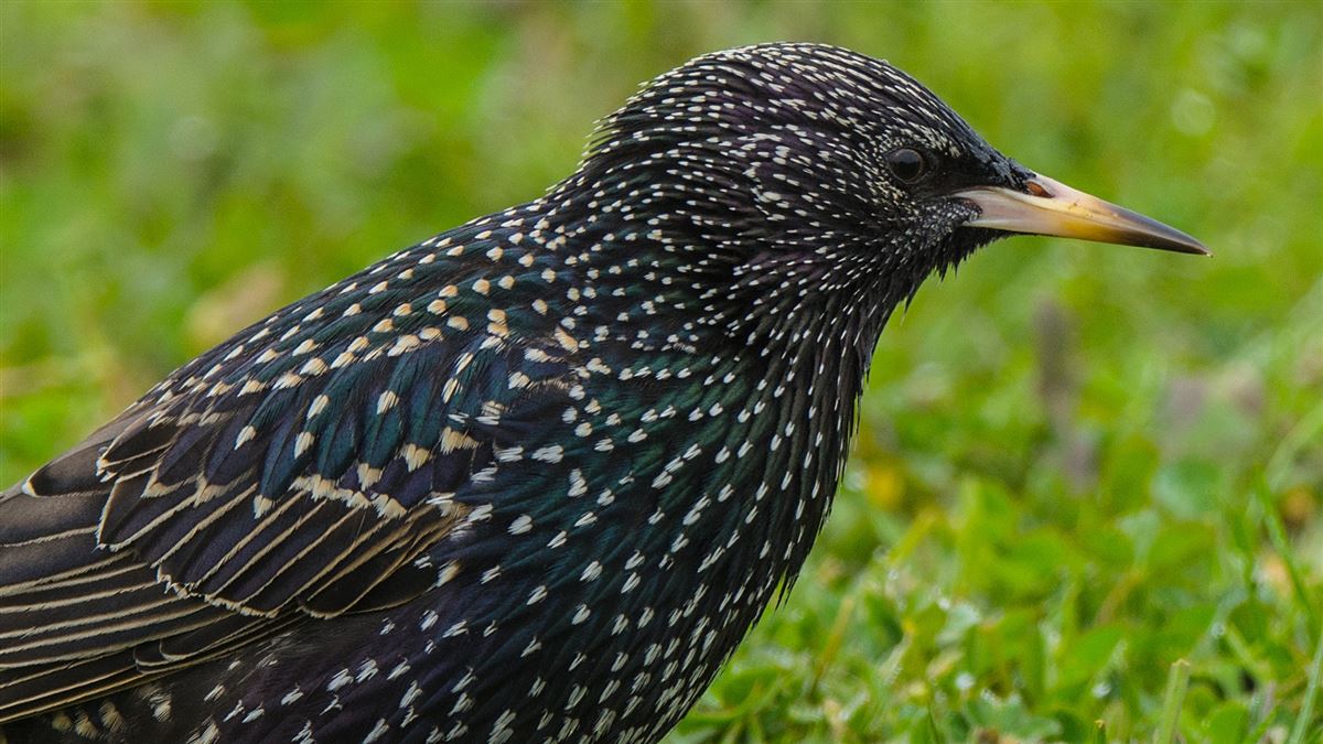 Common Starling