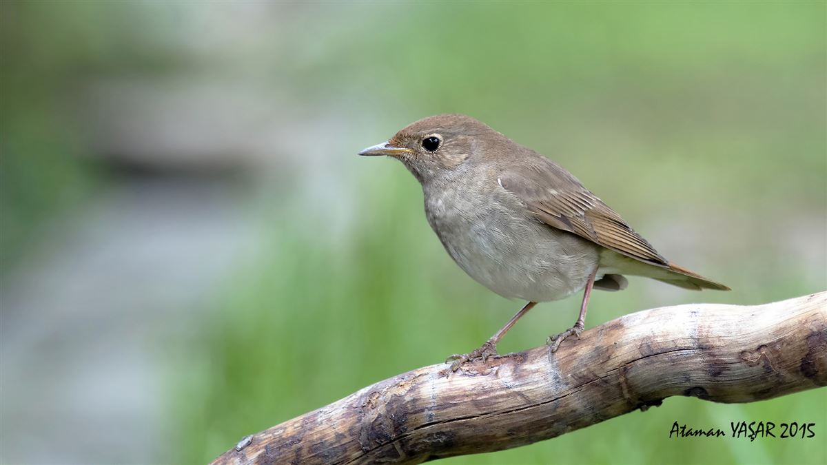 Thrush Nightingale