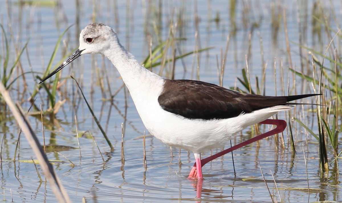 Black-winged Stilt