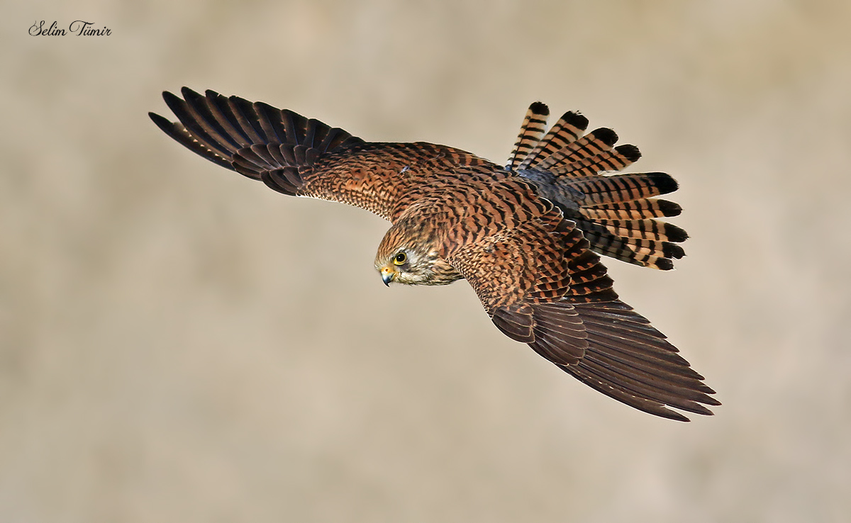 Lesser Kestrel