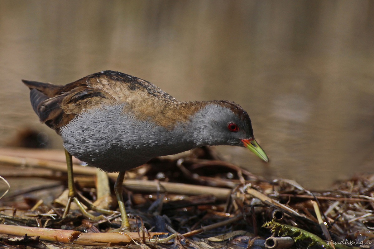 Little Crake