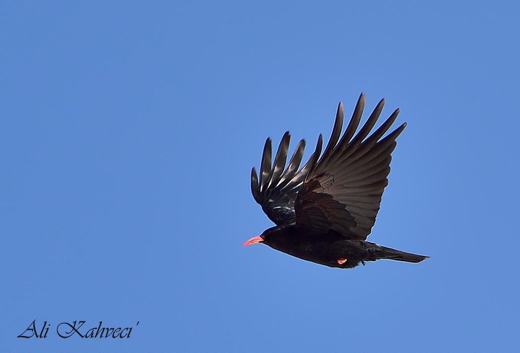 Kırmızıgagalı Dağ Kargası