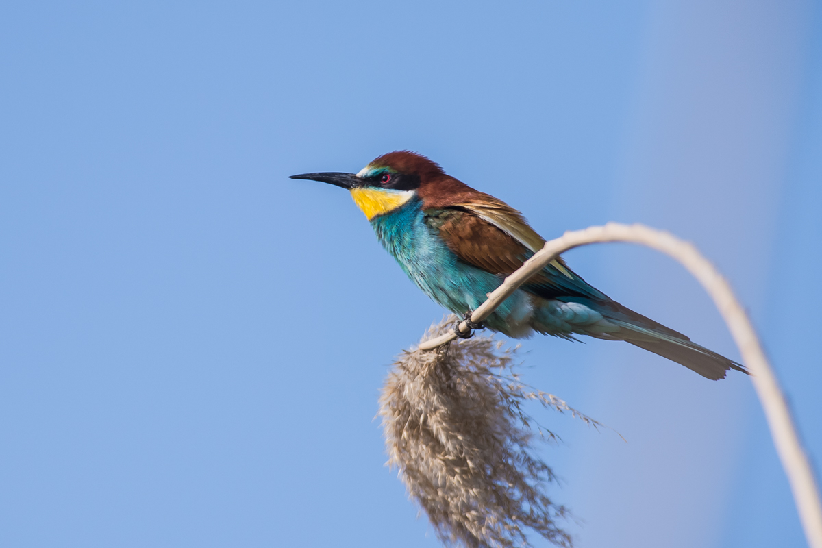 European Bee-eater