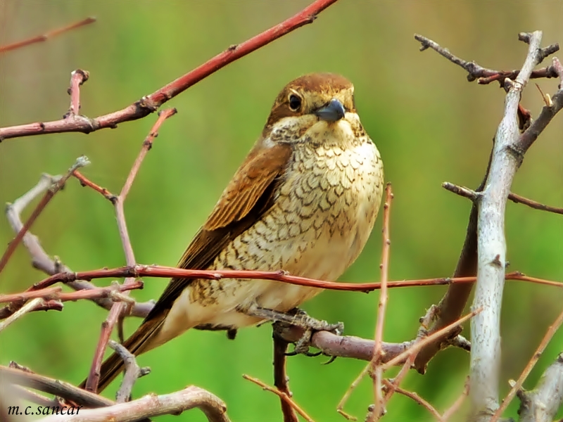 Red-backed Shrike