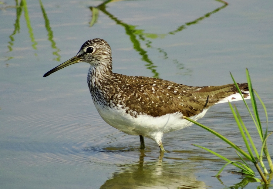 Green Sandpiper