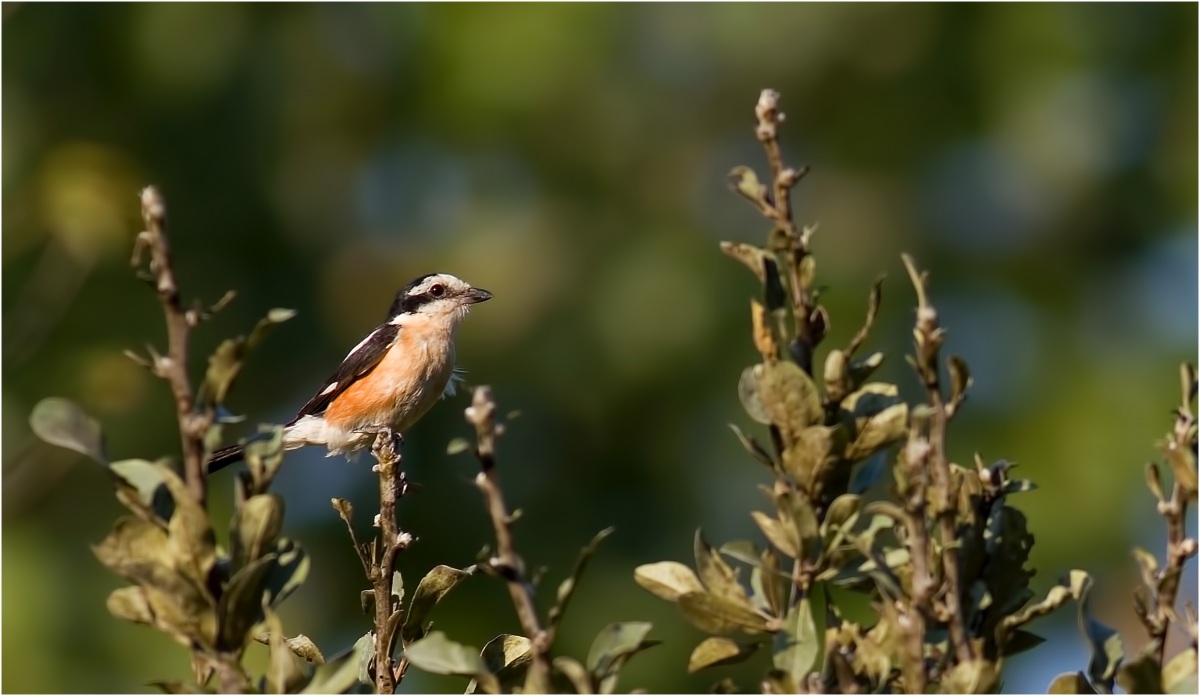 Masked Shrike