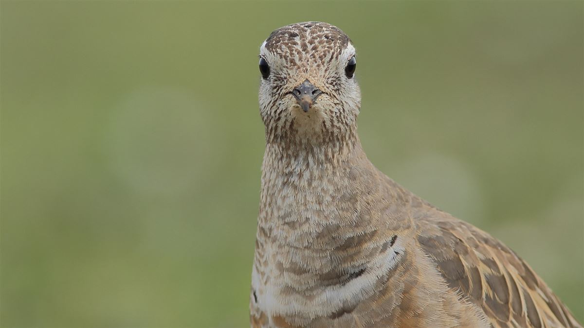 Eurasian Dotterel