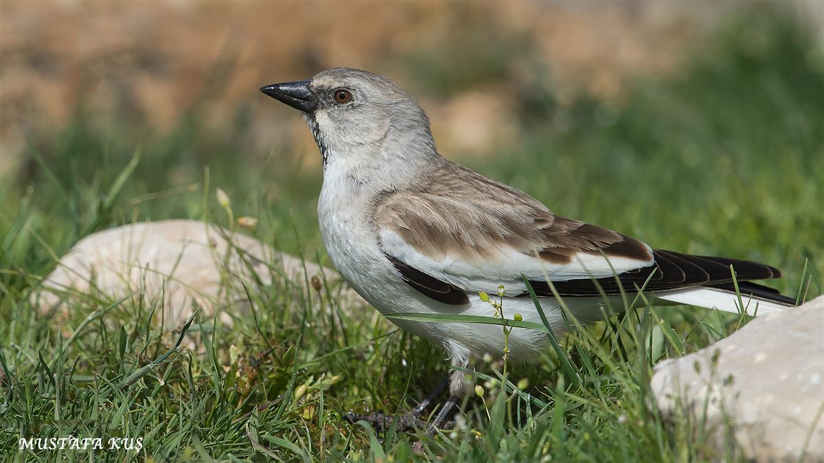 Kar Serçesi