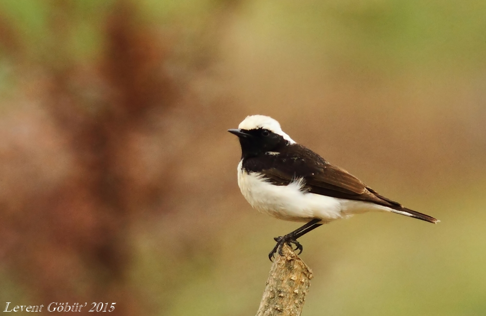 Pied Wheatear