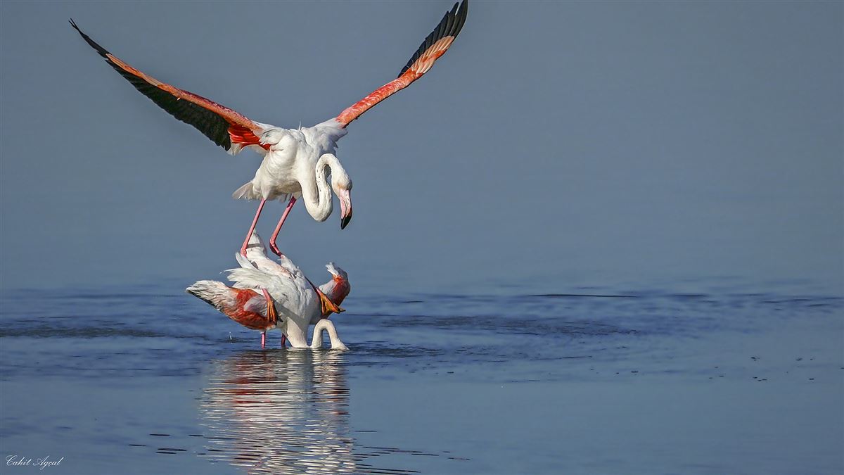 Flamingo
