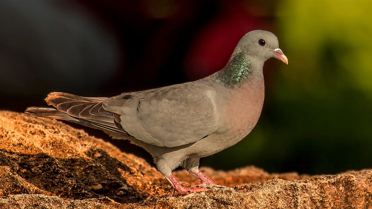 Stock Dove