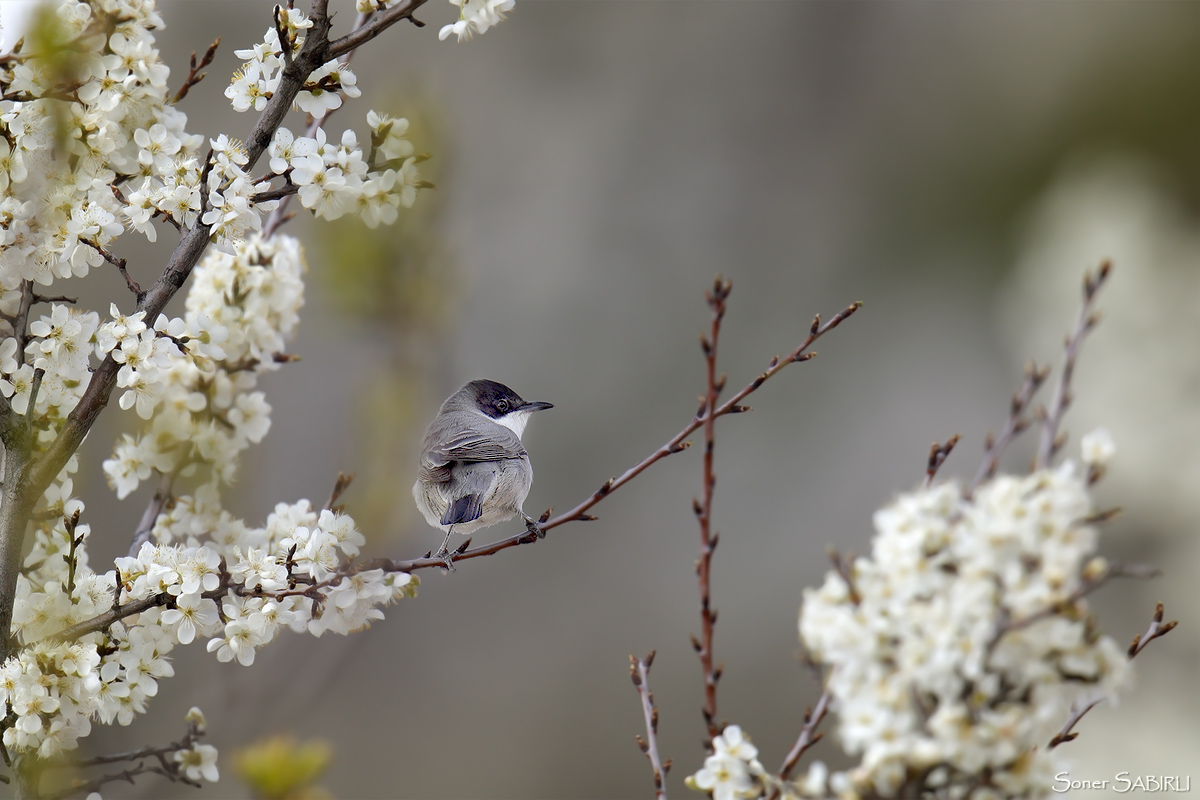 Eastern Orphean Warbler